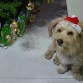 Al costado del arbol de Navidad bien navideño mi Boby.
